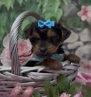Bella, a female Yorkshire Terrier and Shorkie for sale in Sellersburg, IN – 2 of 10