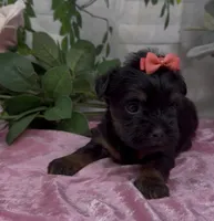 Molly, a female Yorkshire Terrier and Shorkie for sale in Sellersburg, IN – 3 of 5