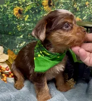 Hershey - chocolate merle, a male Yorkshire Terrier and Shorkie for sale in Sellersburg, IN – 9 of 9