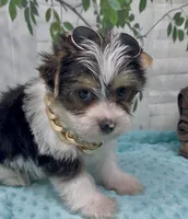 Harley, a male Yorkshire Terrier and Shorkie for sale in Sellersburg, IN – 9 of 10
