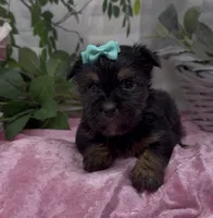 Maggie, a female Yorkshire Terrier and Shorkie for sale in Sellersburg, IN – 5 of 7