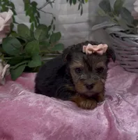Layla, a female Yorkshire Terrier and Shorkie for sale in Sellersburg, IN – 4 of 4