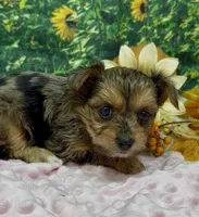Prada - blue merle, a female Yorkshire Terrier and Shorkie for sale in Sellersburg, IN – 7 of 10