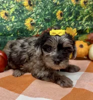 Bella - silver merle , a female Yorkipoo and Yorkshire Terrier for sale in Sellersburg, IN – 1 of 10