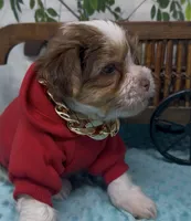  Beethoven , a male Yorkshire Terrier and Shorkie for sale in Sellersburg, IN – 5 of 10
