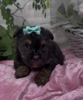 Maggie, a female Yorkshire Terrier and Shorkie for sale in Sellersburg, IN – 4 of 7