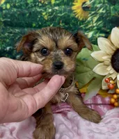 Prada - blue merle, a female Yorkshire Terrier and Shorkie for sale in Sellersburg, IN – 10 of 10
