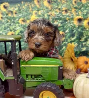 Roadie - silver (blue) merle, a male Yorkipoo and Yorkshire Terrier for sale in Sellersburg, IN – 8 of 10