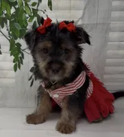 Prada, a female Yorkshire Terrier and Shorkie for sale in Sellersburg, IN – 8 of 10