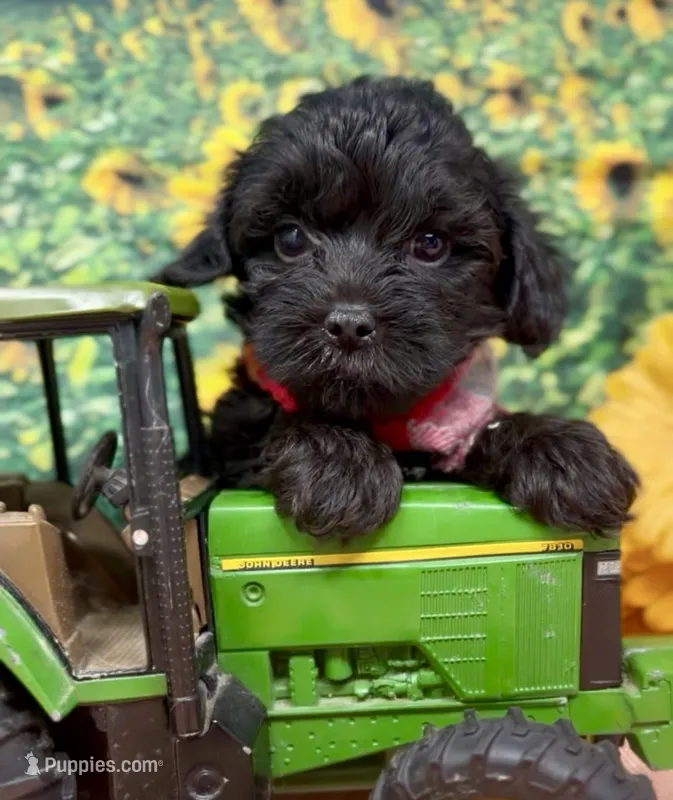 Onyx – Yorkipoo, Yorkshire Terrier puppy for sale in Sellersburg, IN