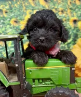 Onyx, a male Yorkipoo and Yorkshire Terrier for sale in Sellersburg, IN – 1 of 10