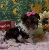 Teacup Jasmine , a female Yorkshire Terrier and Shorkie for sale in Sellersburg, IN – 3 of 7