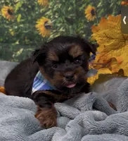 Teddy Bear, a male Yorkshire Terrier and Shorkie for sale in Sellersburg, IN – 4 of 7