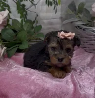 Layla, a female Yorkshire Terrier and Shorkie for sale in Sellersburg, IN – 3 of 4