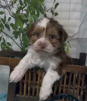 Beethoven , a male Yorkshire Terrier and Shorkie for sale in Sellersburg, IN – 9 of 10