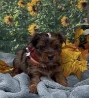 Blue merle 2 - green eyes , a male Yorkshire Terrier and Shorkie for sale in Sellersburg, IN – 5 of 9