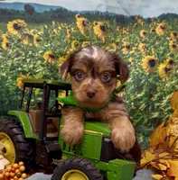 Hershey - chocolate merle, a male Yorkshire Terrier and Shorkie for sale in Sellersburg, IN – 3 of 9