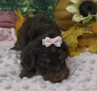 Tiny Ariel -(chocolate), a female Yorkshire Terrier and Shorkie for sale in Sellersburg, IN – 3 of 7