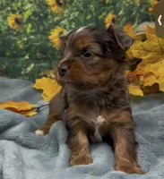 Blue merle 2 - green eyes , a male Yorkshire Terrier and Shorkie for sale in Sellersburg, IN – 7 of 9