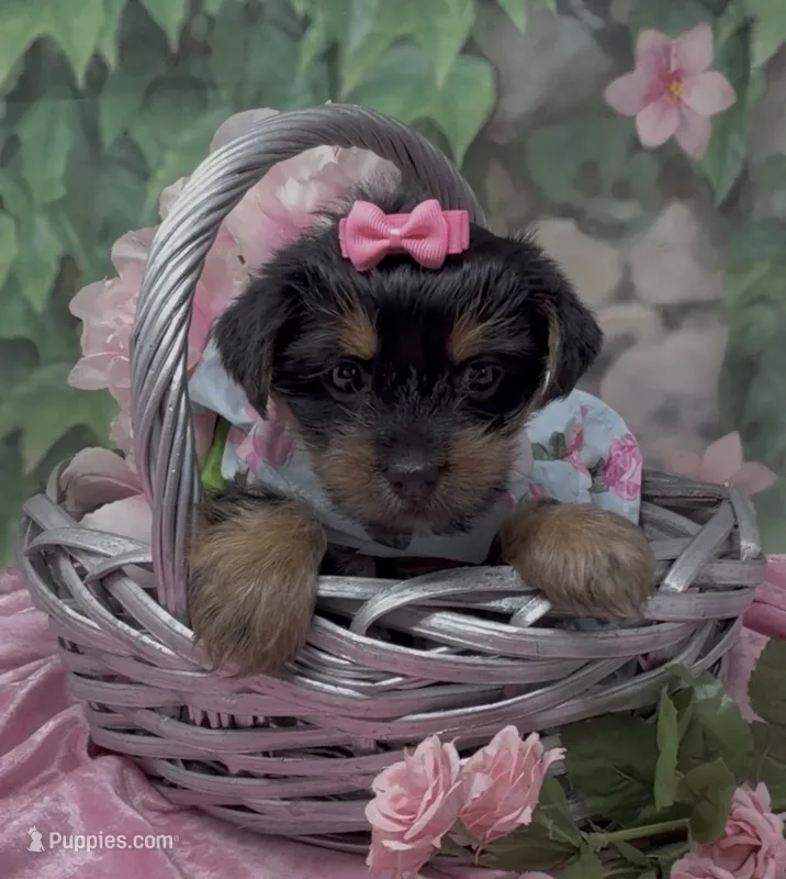 Princess  – Yorkshire Terrier, Shorkie puppy for sale in Sellersburg, IN