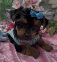 Bella, a female Yorkshire Terrier and Shorkie for sale in Sellersburg, IN – 8 of 10