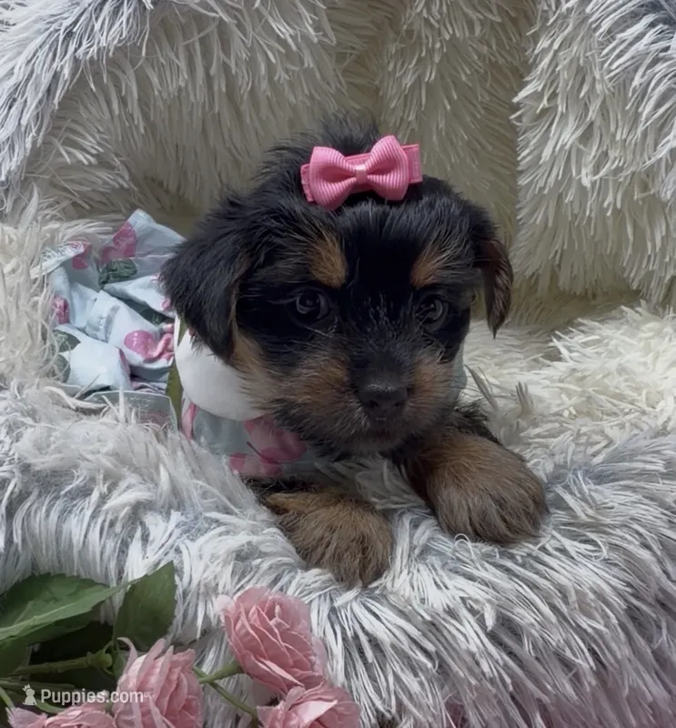 Princess  – Yorkshire Terrier, Shorkie puppy for sale in Sellersburg, IN