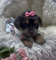 Princess , a female Yorkshire Terrier and Shorkie for sale in Sellersburg, IN – 1 of 10