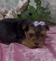 Lola, a female Yorkshire Terrier and Shorkie for sale in Sellersburg, IN – 3 of 5