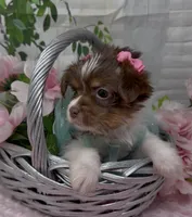 Poppy, a female Yorkshire Terrier and Shorkie for sale in Sellersburg, IN – 4 of 5
