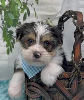 Harley, a male Yorkshire Terrier and Shorkie for sale in Sellersburg, IN – 2 of 10