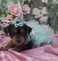 Nala, a female Yorkshire Terrier and Shorkie for sale in Sellersburg, IN – 5 of 8