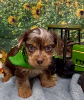 Hershey - chocolate merle, a male Yorkshire Terrier and Shorkie for sale in Sellersburg, IN – 4 of 9