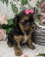 Ophelia, a female Yorkshire Terrier and Shorkie for sale in Sellersburg, IN – Photo 7 of 8