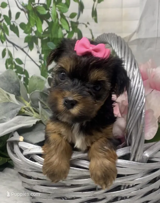 Ophelia – Yorkshire Terrier, Shorkie puppy for sale in Sellersburg, IN