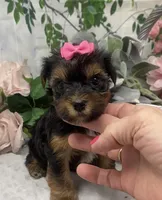 Ophelia, a female Yorkshire Terrier and Shorkie for sale in Sellersburg, IN – Photo 6 of 8