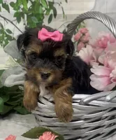 Ophelia, a female Yorkshire Terrier and Shorkie for sale in Sellersburg, IN – Photo 4 of 8
