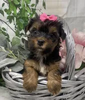 Ophelia, a female Yorkshire Terrier and Shorkie for sale in Sellersburg, IN – Photo 2 of 8