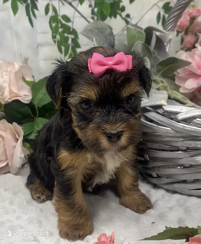 Ophelia – Yorkshire Terrier, Shorkie puppy for sale in Sellersburg, IN