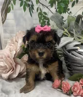 Ophelia, a female Yorkshire Terrier and Shorkie for sale in Sellersburg, IN – Photo 5 of 8