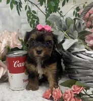 Ophelia, a female Yorkshire Terrier and Shorkie for sale in Sellersburg, IN – Photo 8 of 8