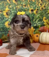 Bella - silver merle , a female Yorkipoo and Yorkshire Terrier for sale in Sellersburg, IN – 2 of 10