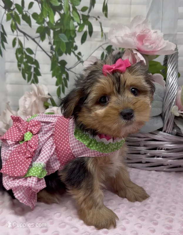 Lola – Yorkshire Terrier, Shorkie puppy for sale in Sellersburg, IN