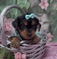 Nala, a female Yorkshire Terrier and Shorkie for sale in Sellersburg, IN – 3 of 8