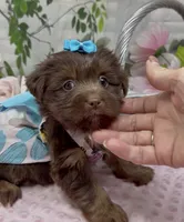 Coco Chanel, a female Yorkshire Terrier and Shorkie for sale in Sellersburg, IN – 3 of 8