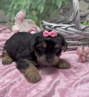 Princess , a female Yorkshire Terrier and Shorkie for sale in Sellersburg, IN – 4 of 10