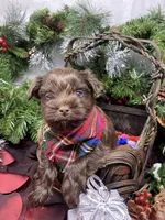 Diesel -  chocolate M, a male Yorkshire Terrier and Shorkie for sale in Sellersburg, IN – Photo 7 of 9
