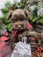 Diesel -  chocolate M, a male Yorkshire Terrier and Shorkie for sale in Sellersburg, IN – Photo 4 of 9