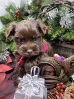 Diesel -  chocolate M, a male Yorkshire Terrier and Shorkie for sale in Sellersburg, IN – Photo 5 of 9