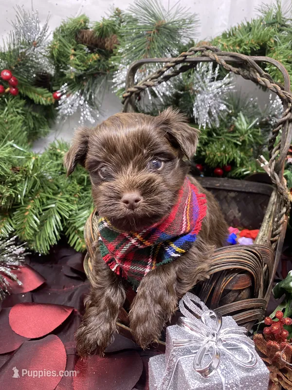 Diesel -  chocolate M