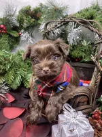 Diesel -  chocolate M, a male Yorkshire Terrier and Shorkie for sale in Sellersburg, IN – Photo 1 of 9